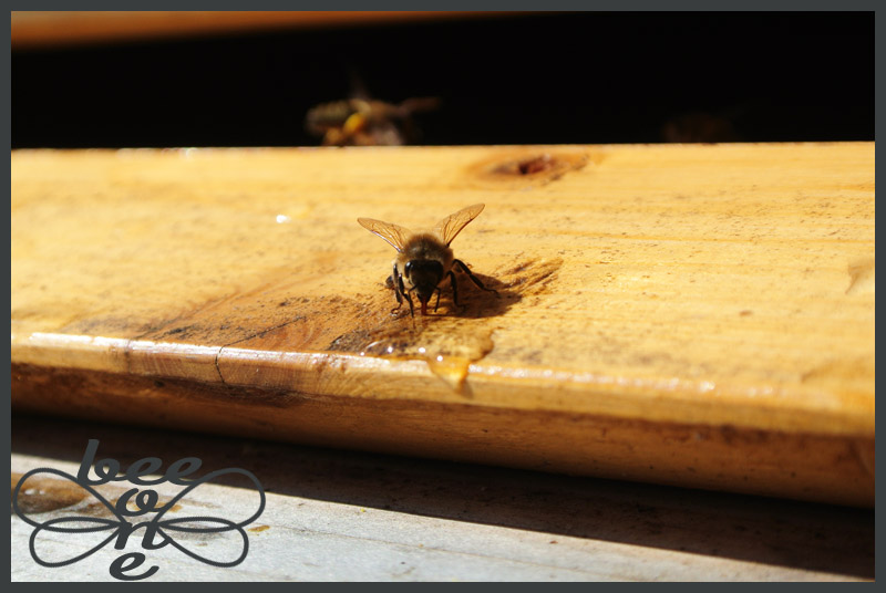 Včelí dělnice při osvěžování